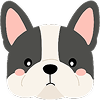 Puppy 16